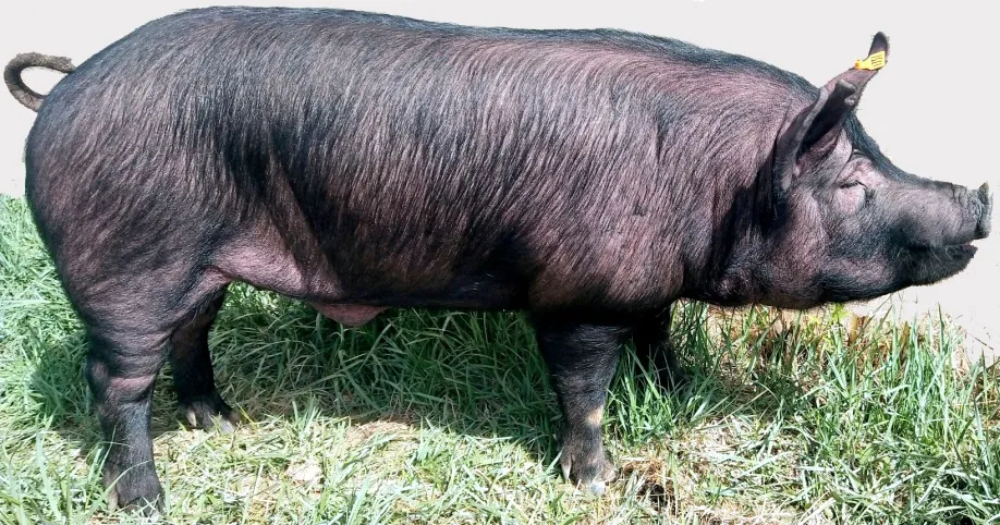 《北京黑猪》国家标准将于2022年7月1日起实施