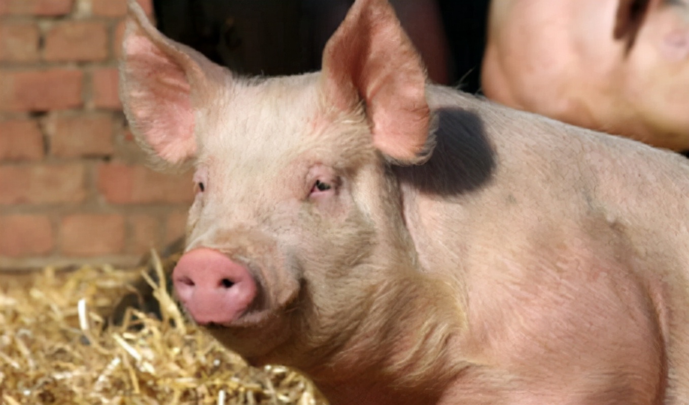 1月24日猪价：全国40%猪价涨破15元，但留给猪价上涨的时间不多了