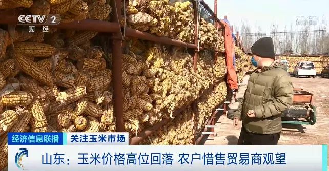旺季不旺？这种粮食降价了，一斤降0.15元！农户惜售，贸易商也不愿备货！会继续降吗？