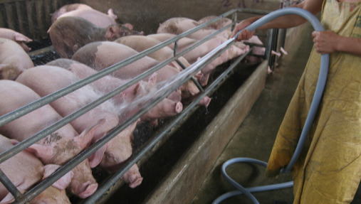 研究表明：大栏饲养更多猪，不会影响育肥速度