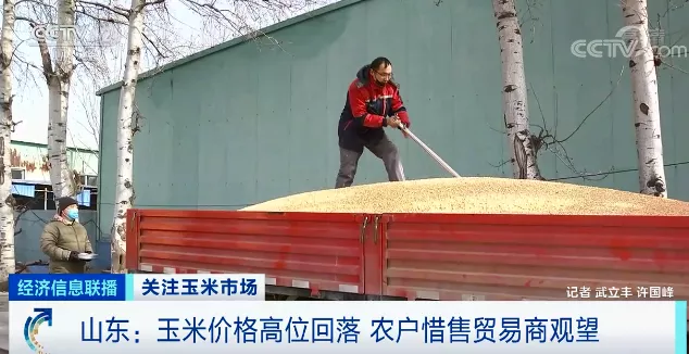 旺季不旺？这种粮食降价了，一斤降0.15元！农户惜售，贸易商也不愿备货！会继续降吗？