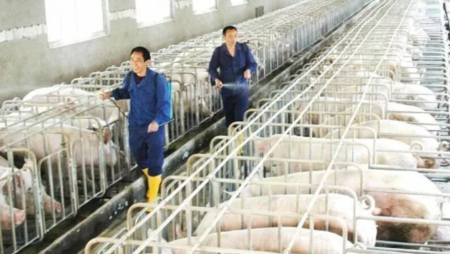 湖南：生猪数量达近5年最高 目前生猪养殖基本处于盈亏平衡点