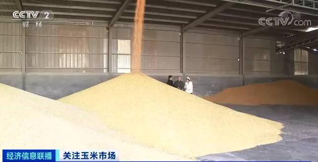 旺季不旺？这种粮食降价了，一斤降0.15元！农户惜售，贸易商也不愿备货！会继续降吗？