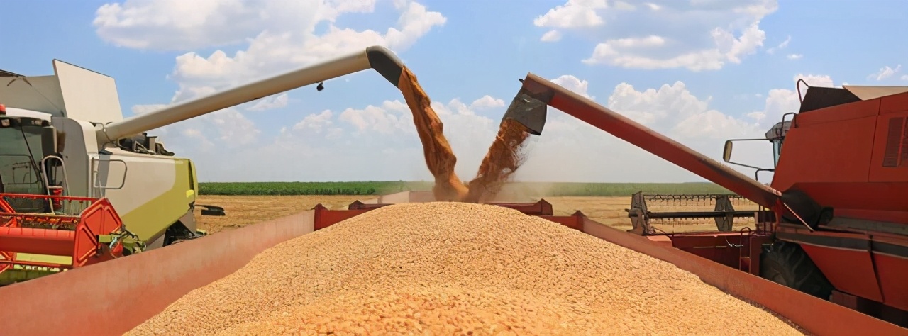 2021谷物进口总量继续增长，高粱及大麦增长超400万吨以上!