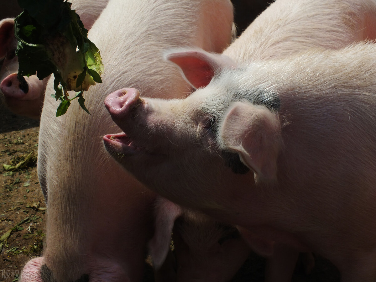 短短两年，养猪行业格局巨变，小猪场出路在哪？