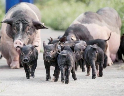农民日报：用好地方猪资源 保种提质兴产业