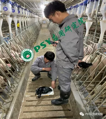 这样做，母猪配前饲喂量提升至4.5kg，断配率提升13.9%，有数据有真相！