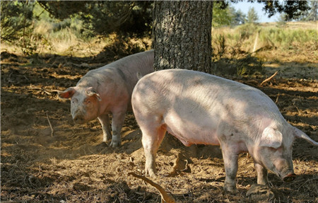 三大机遇、三大挑战，未来养猪业可持续发展之道在哪里？