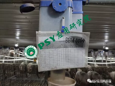 这样做，母猪配前饲喂量提升至4.5kg，断配率提升13.9%，有数据有真相！