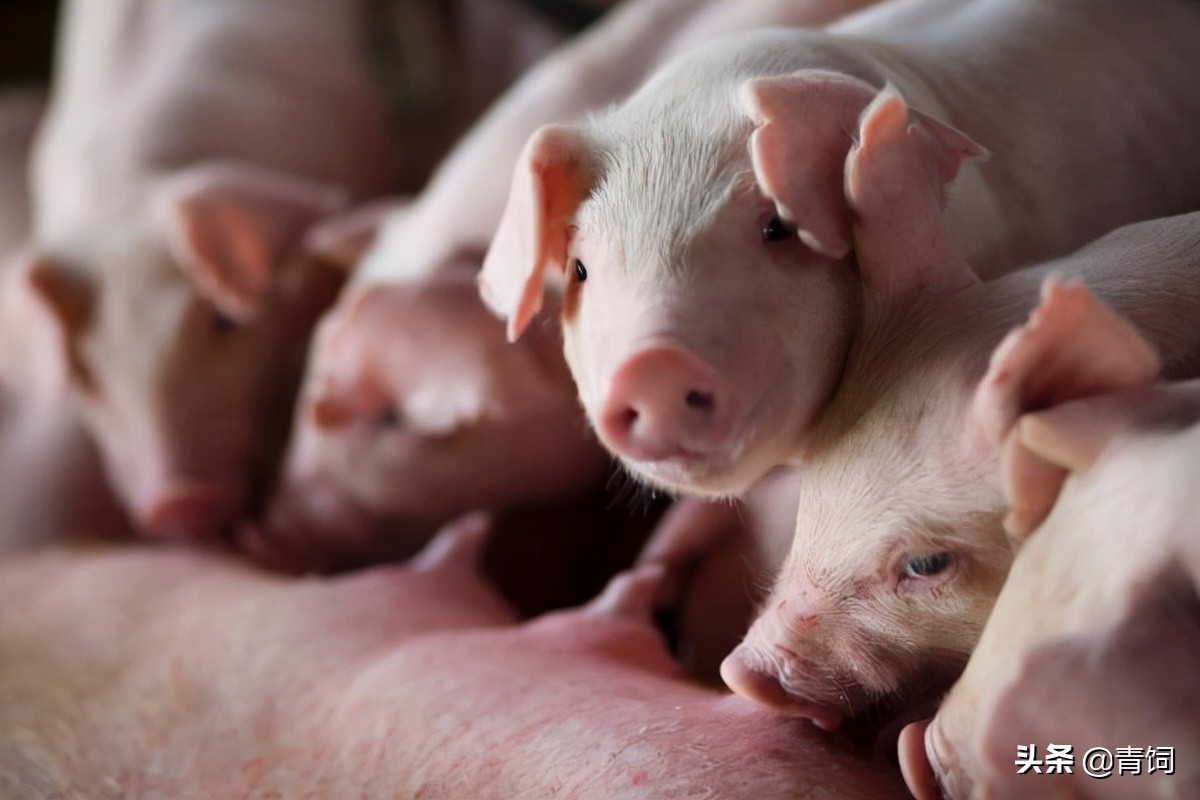短短两年，养猪行业格局巨变，小猪场出路在哪？