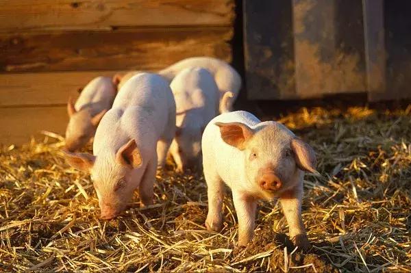 2021年六成猪企预计亏损 今年一季度业绩仍承压