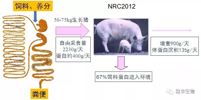 论发酵饲料是如何降低生猪养殖成本