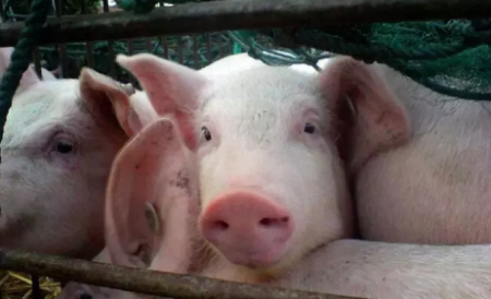 生猪产能去化加速将在春节后展开 猪肉板块异动拉升