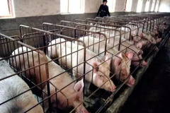 南北生猪价格“倒挂”，下旬北方猪价波动剧烈！山东为何一度冲击为全国高价区？