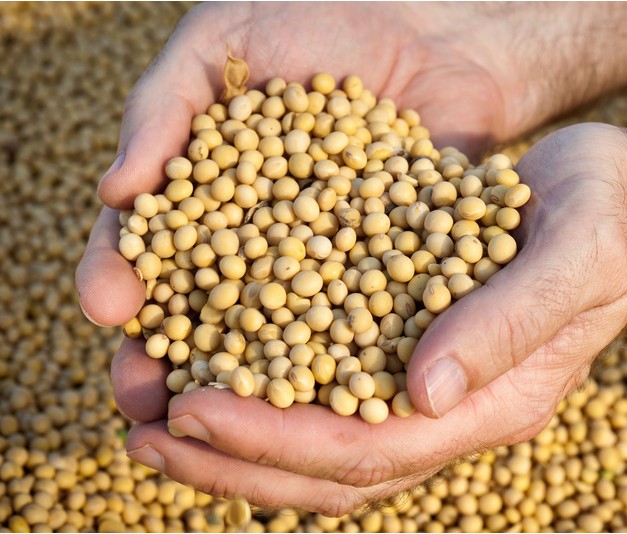 养殖效益改观，豆粕需求增长，中长期走势偏乐观！