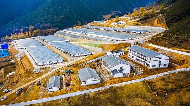 中国养猪业发展趋势——规模化、集团化