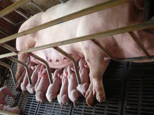 养殖处处是学问，母猪接产有哪些细节？遇到仔猪假死或冻僵怎么办