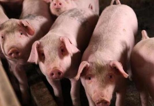 广西猪肉生产恢复到常年水平：猪肉产量245.24万吨，增长40.9%