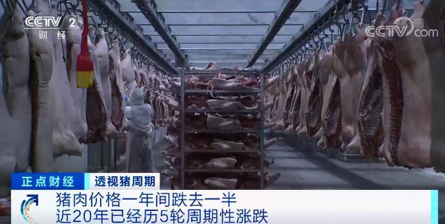 猪肉价格一年跌去一半！养殖户清空猪圈躲避猪周期