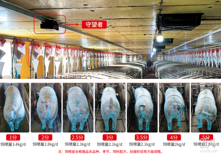 数字化养猪成趋势，2025年生猪市场将基本实现现代化？