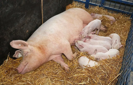 哺乳母猪采食量能够直接影响受胎率