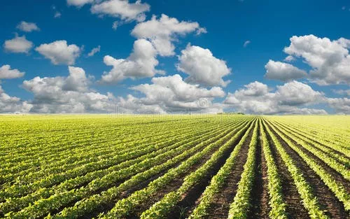农业农村部编发大豆玉米带状复合种植指南：1500万亩以上！