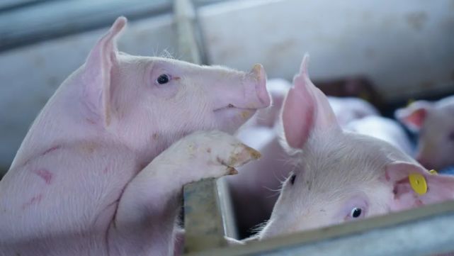 展望2022：一季度猪价不被看好，猪价预测“南辕北辙”，年后养猪行业何去何从？