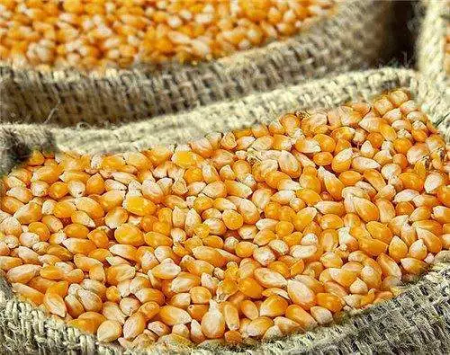 山东省：1月第4周猪价市场、玉米、豆粕行情