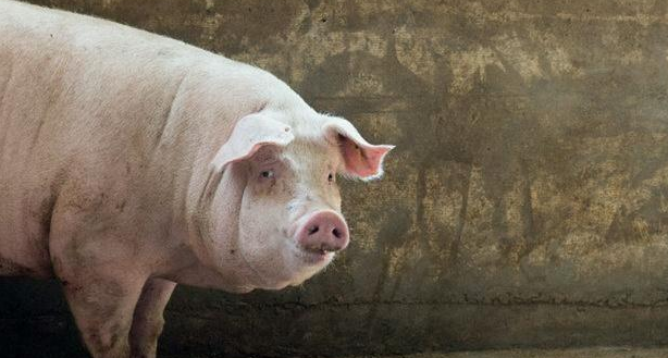 2022年02月09日全国各省市种猪价格报价表，保持下探趋势！