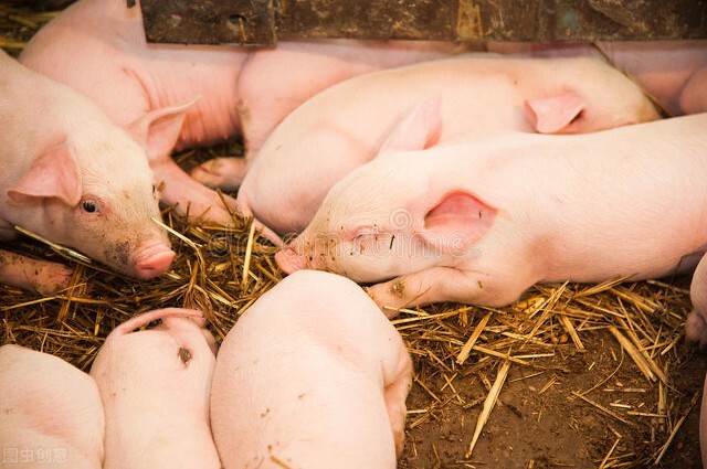 养猪技术：仔猪断奶后饲喂方案总结，有效减少断奶应激提高成活率