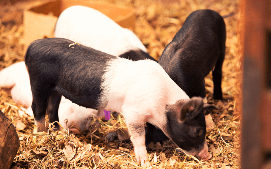 乳猪诱饲、补料如何做才能达到最佳效果？