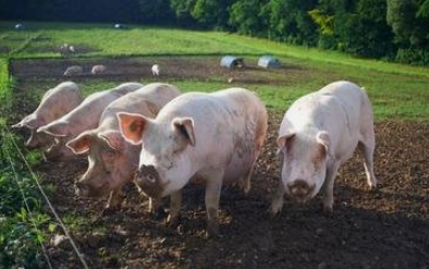 天康生物：未来计划在川渝地区做进一步的生猪养殖布局