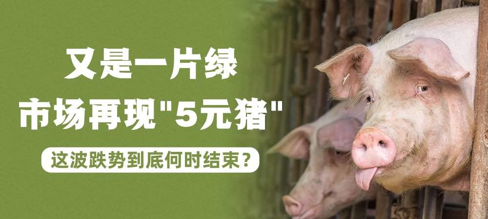 又是一片绿，市场再现“5元猪”，这波跌势到底何时结束？