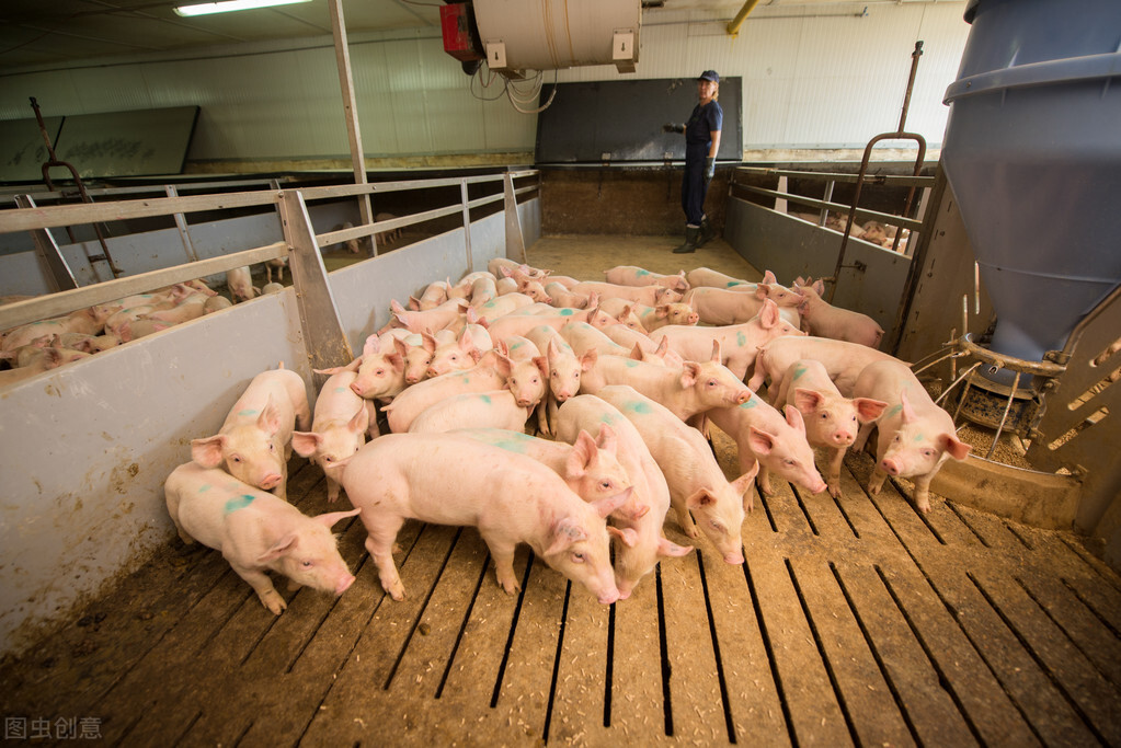养猪技术：仔猪断奶后饲喂方案总结，有效减少断奶应激提高成活率