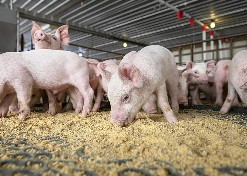 地板撒料或拌粥料对小猪的存活率有没有帮助？