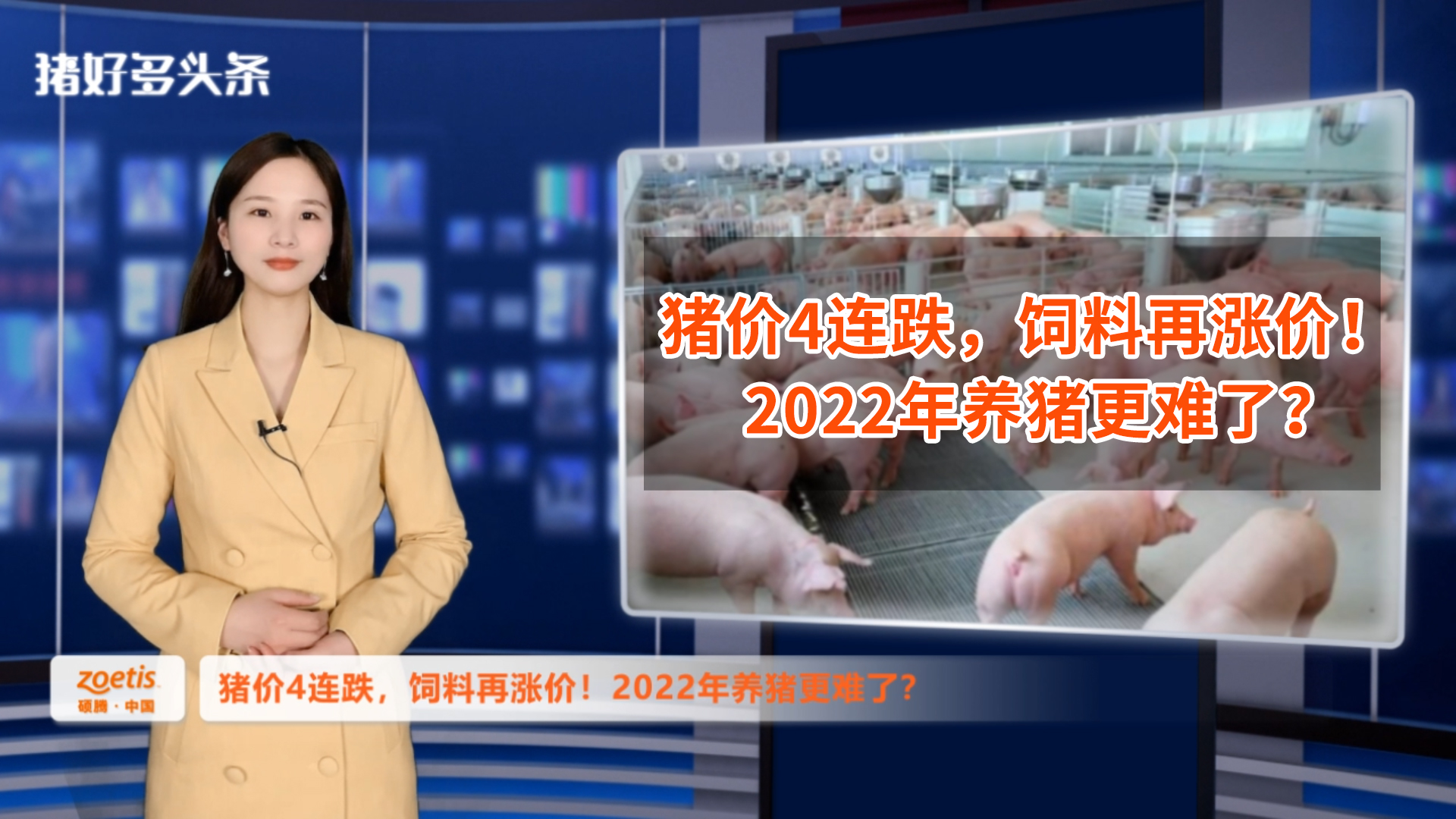 节后猪价4连跌，饲料端还有“2个噩耗”！2022年养猪更难了？