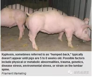 关于母猪和后代营养导致驼背（背偻）的关系的研究