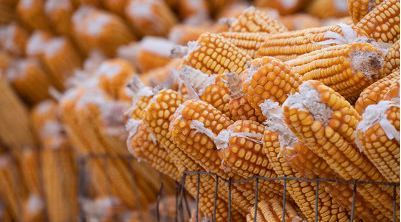 东北市场利好不断，玉米价格还要涨？