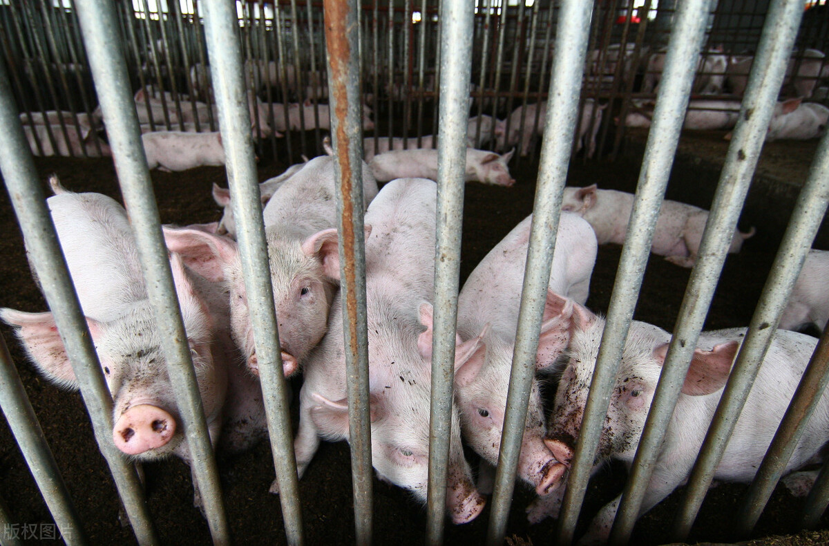 比猪价下跌还严重，2022年养猪的两大难题：一个大亏，一个灭场
