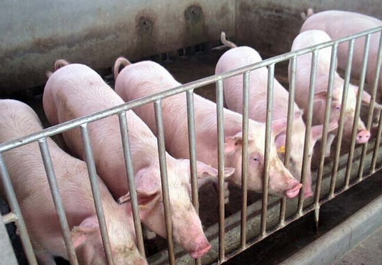 生猪调入量下降、猪肉调入量增长中南区“运猪”向“运肉”转变取得成效