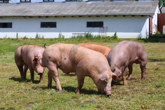 规模化猪场是怎么养猪的？小猪场的生存空间越来越小？