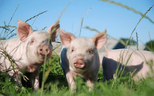 学会“三点定位法”，保育猪管理很简单！