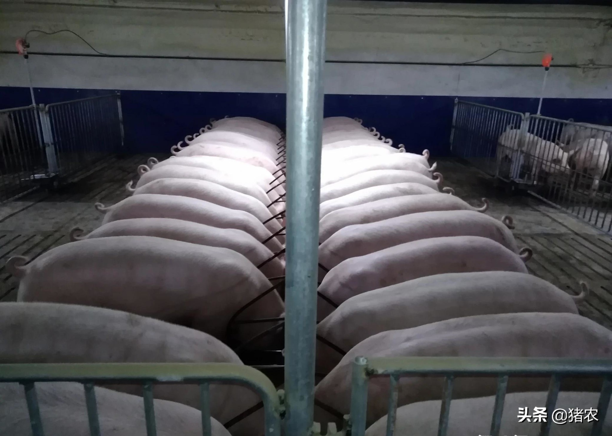 宁波最大生猪养殖基地全面动工，年出栏达10万头以上！