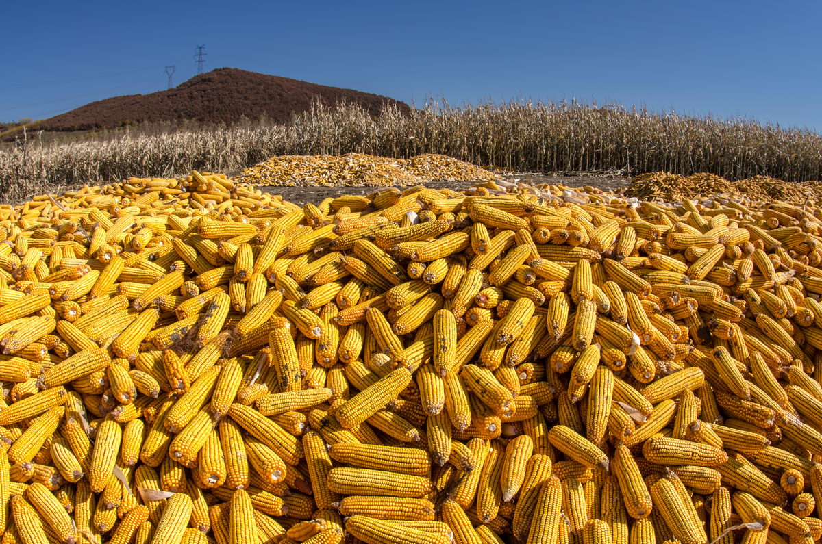 玉米开市，行情“低开低走”！短期内价格难再涨？