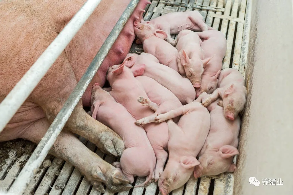 刚出生小猪体重不足1kg，是选择继续养还是直接摔死？
