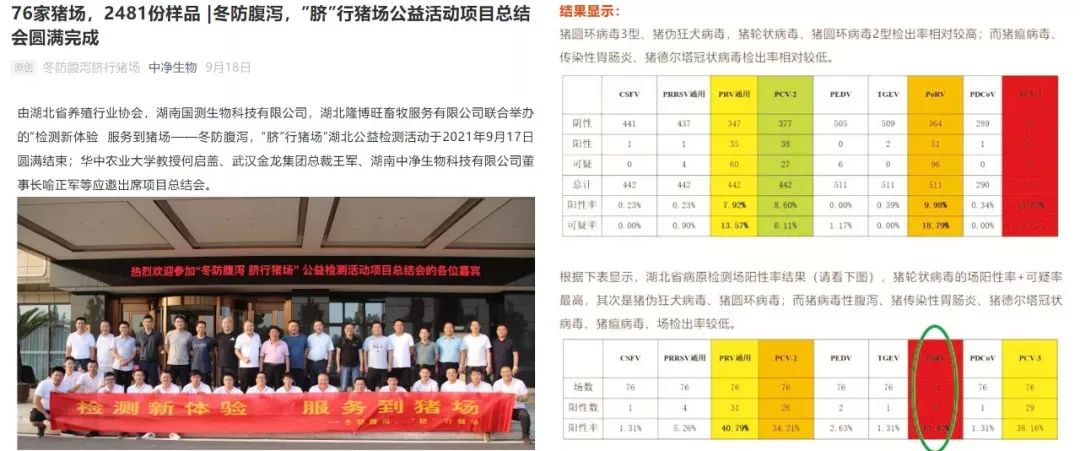 猪轮状病毒高发，如何预防与治疗？