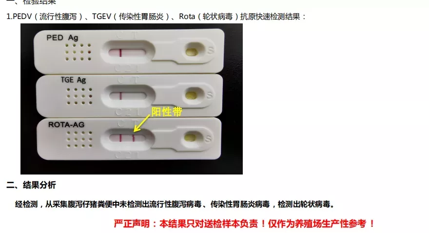 猪轮状病毒高发，如何预防与治疗？