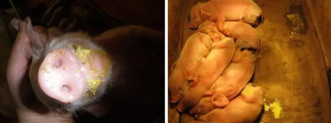 猪轮状病毒高发，如何预防与治疗？