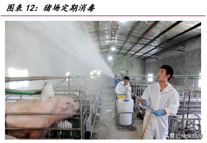 生猪养殖产业研究：生猪市场空间超万亿，新一轮周期拐点将至