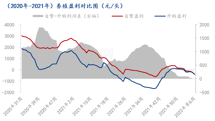 自繁自养周均亏损407.42元/头，饲料价格上涨！养猪亏损还会加大？